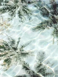 Clear Water Palm Reflections