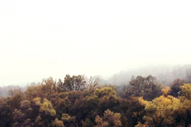 Misty Autumn Forest