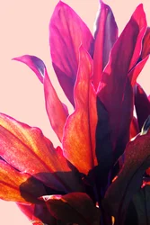 Vibrant Pink Foliage