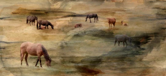 Wild Horses Grazing