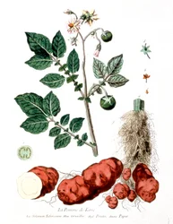 Potato, Botanical Plate by G. de Nangis, France