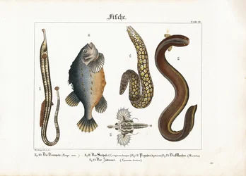 Diversity of Marine Fauna: Greater Pipefish, Lumpfish, Sea Moth, Moray Eel and Electric Eel
