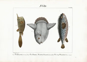 Exotic Fishes: Trunkfish, Ocean Sunfish and Porcupinefish