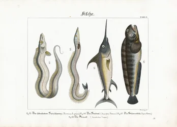Marine Fishes: Cutlassfish, Sand Eel, Swordfish and Wolffish