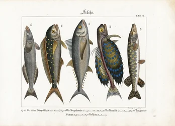 Marine Fishes: Remora, Dolphinfish, Tuna, Gurnard and Pike