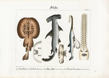 Peculiar Marine Fish Species