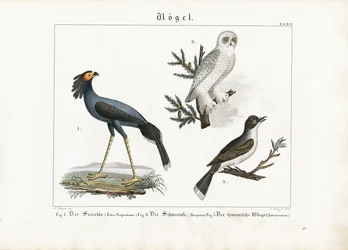 Secretary Bird, Snowy Owl and Tyrant Shrike
