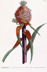 Pineapple