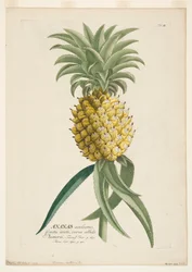 Ananas Sativus, Pineapple, c. 1740-1770