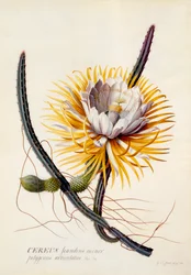 Cereus Queen of the Night, hand coloured engraving