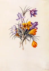 Crocuses, c. 1744