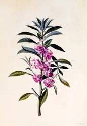 Garden Balsam Impatiens Balsamina, hand coloured engraving