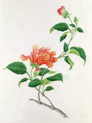 Hibiscus