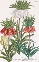 Lilium corona Imperialis