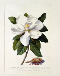 Magnolia Grandiflora