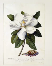 Magnolia grandiflora, c.1743