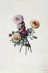 Mixed Ranunculas