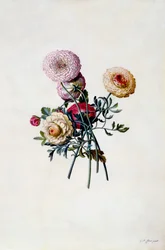 Mixed Ranunculas, c. 1743 hand coloured engraving