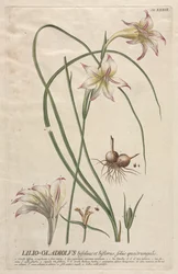 Selected Plants: No. 39 - Lilio-Gladiolus