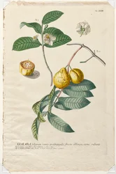Plantae Selectae: Guaiaba