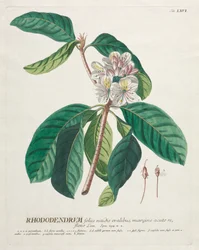Plantae Selectae: No. 66 - Rhododendron