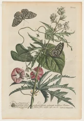 Rare Plants and Butterflies: No. 7