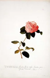 Rosa Tsabekki