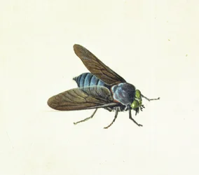 The Horsefly, 18th century