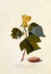 The Virginian Tulip Tree, c. 1743 (hand coloured engraving)