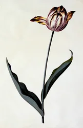 Tulip, c. 1745