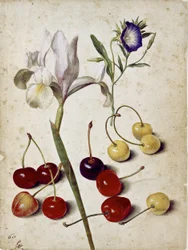 Spanish Iris, Morning Glory, and Cherries