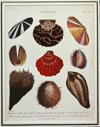 Bivalves, Plate XV from 