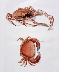 Illustration of Lobster and Crab
