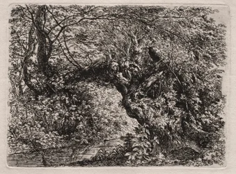 The Old Willow at a Brook