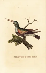 Black-bellied Hummingbird, Eupherusa nigriventris, Female