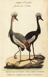 Black Crowned Crane, Balearica pavonina