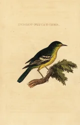 Green-backed flycatcher