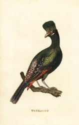 Guinea turaco or green turaco
