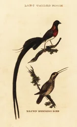 Long-tailed Paradise Whydah and Rufous Hummingbird