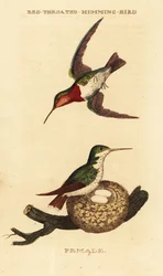 Ruby-throated hummingbird