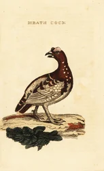 Spruce grouse