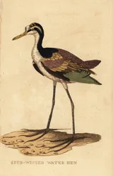 Wattled Jacana