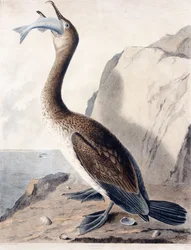 Cormorant (of the First Year)