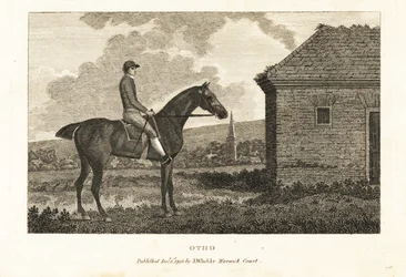 Portrait of the thoroughbred racehorse Otho