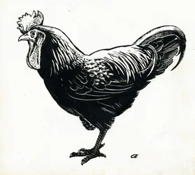 The Hen, 1950s