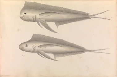 Account of Commodore George Anson