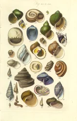 Conchological Manual Plate 15. Colorful Shells Including Abalone Shells