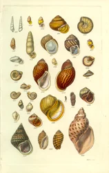 Conchological Manual Plate 25. Colorful land shells