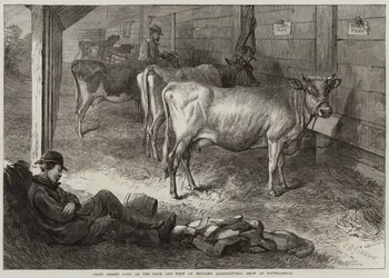 Prize Jersey Cows at the Bath and West of England Agricultural Show at Southampton