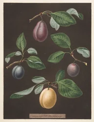 Pomona Britannica: No. 17 - Plums